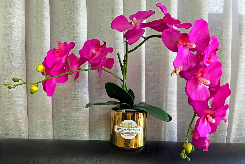 בחצר של אפריים מרכז  10  לופט 4 יו